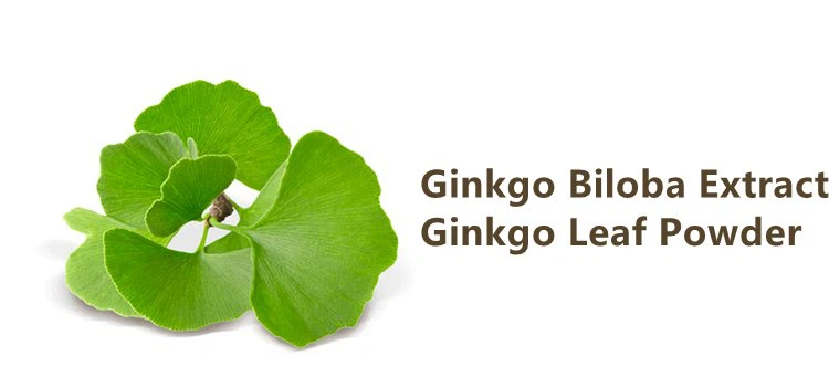 Ginkgo Biloba Extract Powder.png